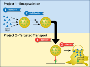 graphic of microencapsulation